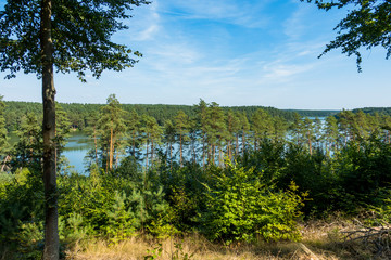 Las drzewa jezioro lato © Dariusz