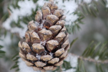 pine cone on a branch