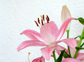 pink lily flowers and green leaves on a white background