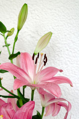 pink lily flowers and green leaves on a white background