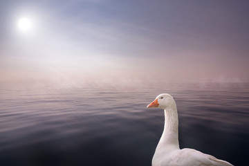 beautiful white swan in front of a sea background with a sun with sun rays shining through a wall of fog in a calm atmosphere