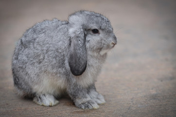 Pet rabbit standing in a suburban town yard. gray rabbit is a town house pet.