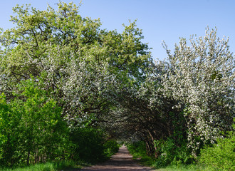 The road is surrounded by flowering fruit trees, a beautiful springtime landscape, a warm spring day