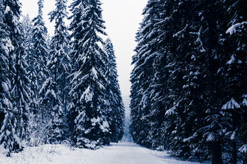 Snow-covered winter road in the forest among the high snow-covered dark blue fir trees