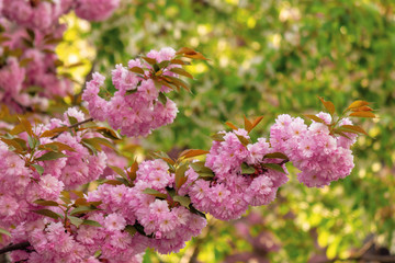 cherry blossom in the garden. beautiful springtime nature background. close up of blooming twigs of sakura trees. wonderful color combination of pink flowers and green foliage