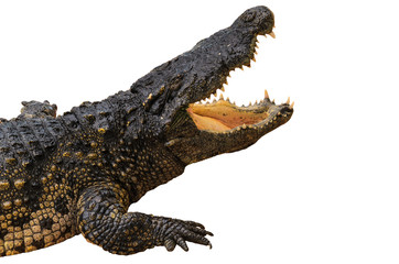 Crocodile isolated on white background