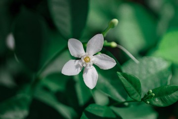 flower on a background