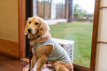 沖縄_石垣島_石垣屋_ゴールデンレトニエル