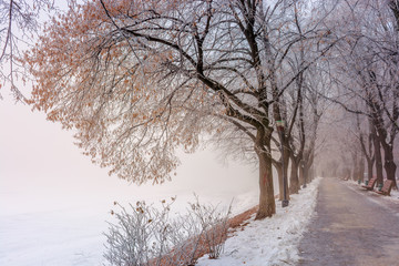 the longest linden alley in winter. beautiful urban scenery of embankment covered in snow and brown fallen foliage. enchanting misty weather in the morning. trees in hoarfrost