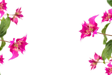 pink bougainvillea flowers on a white background. place for text. frame. copy space