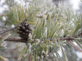 Fototapeta premium pine branch with long needles and a cone in the frost.