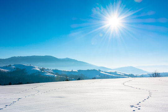 mountainous countryside in wintertime. trees on snow covered hills and meadows. wonderful weather on a bright sunny day in winter. beautiful carpathian rural landscape. cloudless blue sky.