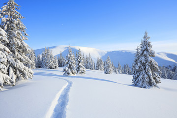 Majestic landscape in the cold winter morning. The wide trail. Christmas forest. Wallpaper background. Location place the Carpathian mountains, Ukraine, Europe.