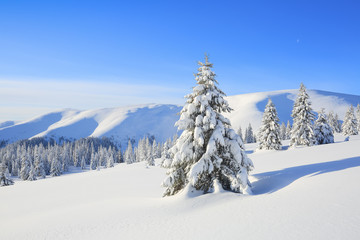 Landscape winter woodland in cold sunny day. Spruce trees covered with white snow. Wallpaper snowy background. Location place Carpathian, Ukraine, Europe.