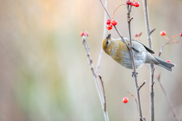 Pine grosbeak, Pinicola enucleator, female bird feeding on berries
