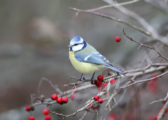 Blue tit shot on a hawthorn bush surrounded by red berries