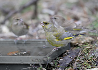 Male and female adult greenfinches taken close-up on tree branches and on artificial drinking bowls