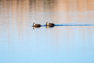 遠くで泳ぐ二匹のカモ