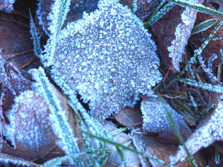 frost on fallen autumn leaves