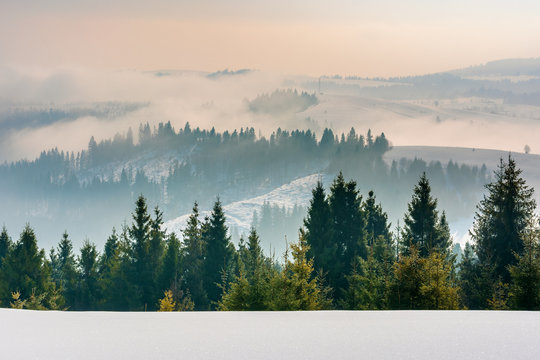 majestic countryside at sunrise in wintertime. spruce trees on snow covered slopes. clouds and fog rise above distant rolling hills. beautiful rural landscape in mountainous area of carpathians
