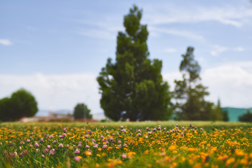 small flowers in a romantic meadow with pine tree on the background