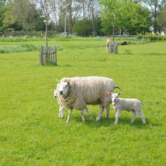Sheeps on the green field in the Netherlands