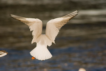 seagull and gull battles on the lake in geneva switzerland