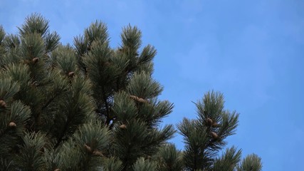 pine branches against the sky