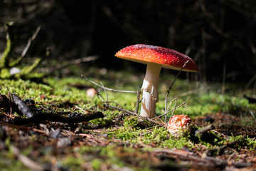 Amanite sur tapis de mousse