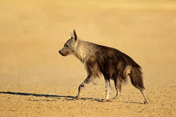 Deurstickers Een waakzame bruine hyena (Hyaena brunnea), Kalahari-woestijn, Zuid-Afrika. © EcoView