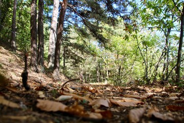 Sous bois