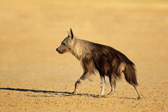 An alert brown hyena (Hyaena brunnea), Kalahari desert, South Africa.