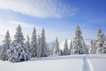 Beautiful mountain scenery. Winter landscape with trees in the snowdrifts, the lawn covered by snow...
