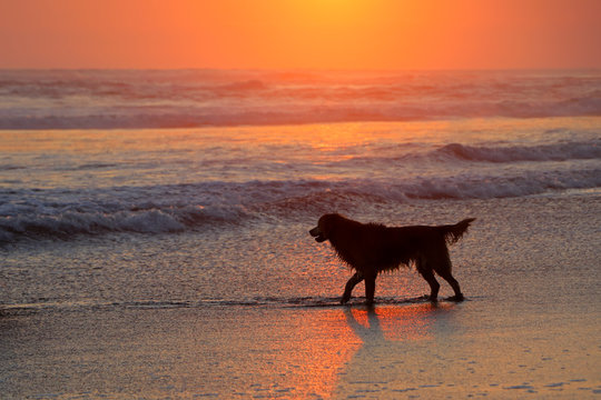 Golden retriever dog playing on a scenic sandy beach at sunset.
