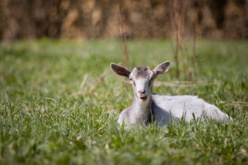 Naklejka na ściany i meble A young white goat lies in the green grass in the meadow on a sunny warm day. A goat grazes freely on a farm