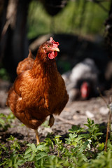 Red chickens on a farm in nature. Hens on a free-range farm. Chickens walk in the yard of the farm.