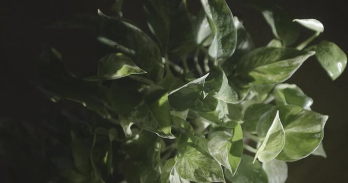 Rain falls on leaves