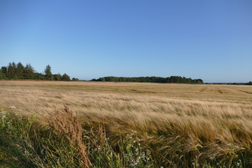 Cornfield in summer