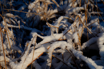 Frozen forest hay in finnish forest.