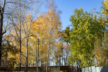 Park area with trees and shrubs in autumn