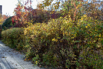 Park area with trees and shrubs in autumn