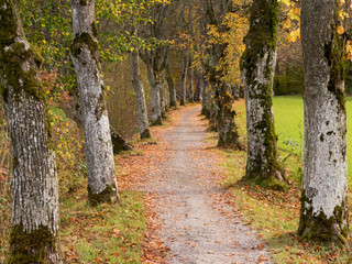 wanderweg  zwischen alten Linden im Herbst