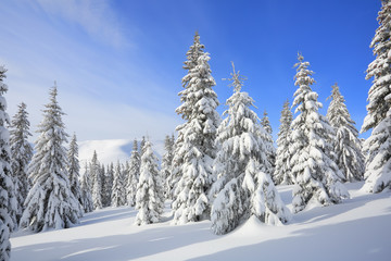 Majestic winter scenery. On the lawn covered with snow the spruce trees are standing poured with snowflakes in frosty day. Beautiful landscape of high mountains and forests. Wallpaper background.