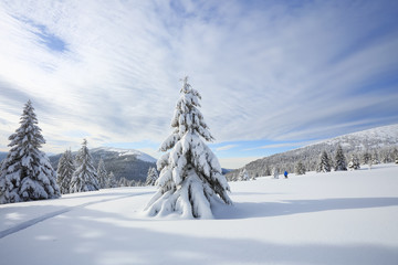 Winter morning. Spruce trees. The lawn covered by white snow with the foot path. New Year and Christmas concept with snowy background. Mountain scenery. Location place Carpathian, Ukraine, Europe.