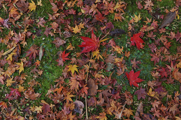 紅葉と苔