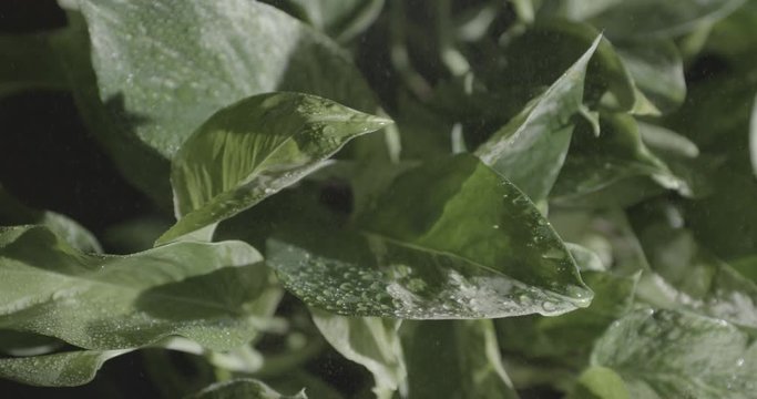 Rain falls on leaves