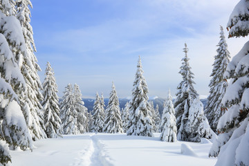 Beautiful mountain scenery. Winter landscape with trees in the snowdrifts, the lawn covered by snow with the foot path. New Year and Christmas concept with snowy background. Location place Carpathian.