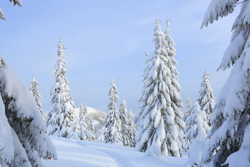 Winter morning. Spruce trees. The lawn covered by white snow with the foot path. New Year and Christmas concept with snowy background. Mountain scenery. Location place Carpathian, Ukraine, Europe.