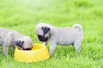 Cute puppies brown Pug scramble to eat goat milk in dog bowl