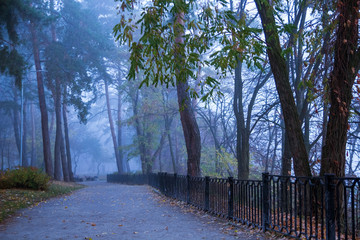 Fototapeta premium orest, tree, road, nature, trees, landscape, autumn, park